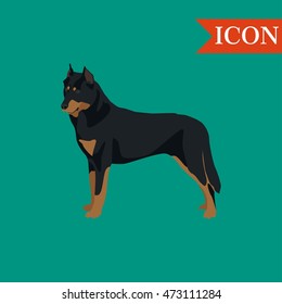 Beauceron dog illustration colorful french dog background 