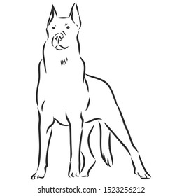 the Beauceron , French shepherd dog sketch, contour vector illustration 
