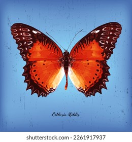 Beauiful vector Butterfly Cethosia Biblis on blue blackground