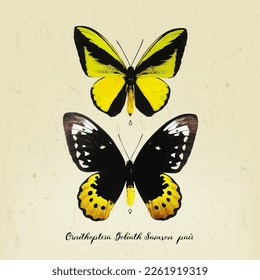 Beauiful vector Butterfly Ornithoptera Goliath Samson pairs on blackground