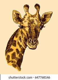 Beautful hand drawn illustration portrait of giraffe. Sketch style.