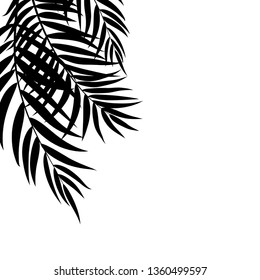 Beautifil Palm Tree Leaf  Silhouette Background Vector Illustration EPS10