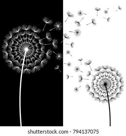 Beautiful abstract background with stylized black and white dandelions blowing. Floral stylish modern wallpaper with summer or spring flowers and flying fluff. Trendy backdrop. Vector illustration