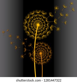 Beautiful abstract black background with two stylized yellow, orange dandelions blowing. Floral stylish trendy wallpaper with summer or spring flowers and flying fluff. Modern backdrop, vector
