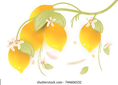 Beautiful, abstract, hand drawn, fresh and bright yellow lemons branch with flowers and leaves on white background with falling petals and leaves and sun light