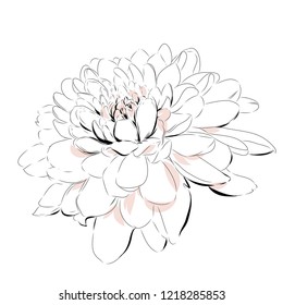 Beautiful abstract peony flower black and white ink vector drawing sketch. Botanical illustration for modern card background design, fashion print.