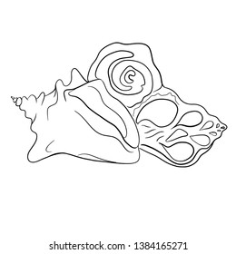 beautiful abstract sea shell vector illustration