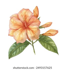 beautiful allamanda flower vector illustration in watercolour style