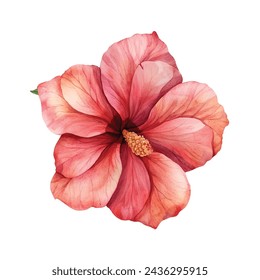 beautiful allamanda vector illustration in watercolour style