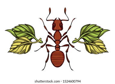 Beautiful ant with leaves on a white background in linear style. Hand-drawn.