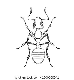 Beautiful ant on a white background in linear style. Hand-drawn.