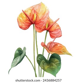 beautiful anthurium flower vector illustration in watercolour style