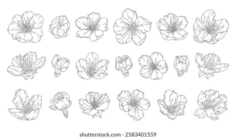 Beautiful apricot blossoms floral big set in graceful thin line. Japanese sakura flowers outline. Hand drawn cherry blossom sketch. Vector illustration