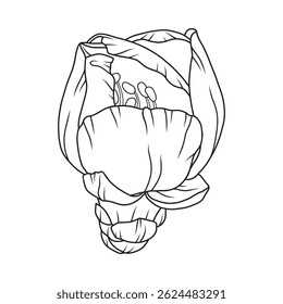 Beautiful apricot flower bud, graceful thin line. Japanese sakura blossom. Hand drawn cherry, plum, or peach bloom sketch, outline. Vector illustration