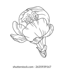 Bonito broto de flor de damasco, linha fina graciosa. Flor de sakura japonesa. Esboço de flor de cerejeira desenhado à mão, contorno. Ilustração vetorial