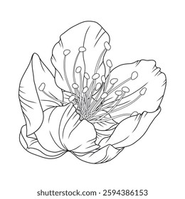 Beautiful apricot flower, graceful thin line. Japanese sakura blossom. Hand drawn cherry or plum bloom sketch, outline. Vector illustration