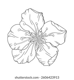 Beautiful apricot flower, graceful thin line. Japanese sakura blossom. Hand drawn cherry, plum or peach bloom sketch, outline. Vector illustration