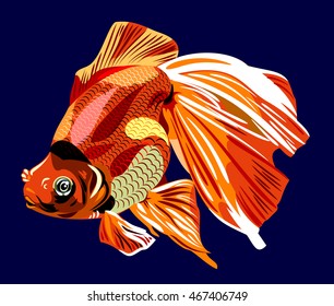 Oranda Goldfish Stock Vectors Images Vector Art Shutterstock