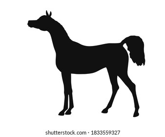 Beautiful Arabian Horse, Standing Still, Side View, Vector Silhouette