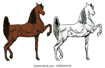 Beautiful Arabian Stallion is moving forward vector