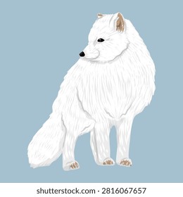 Beautiful arctic fox vulpes lagopus in white winter fur coat looking back over shoulder full body standing side view vector illustration isolated on blue background commercial clip art element