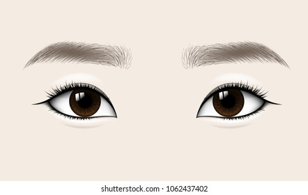 Beautiful Asian Woman Eyes and Brows. Vector illustration