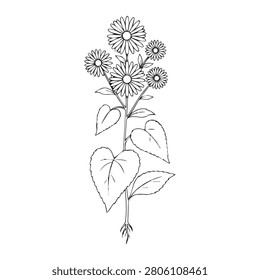 Beautiful Aster Blossom Outline Vector for Wedding and Event Stationery