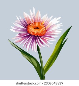 Beautiful aster flower in bloom, watercolor dye painting, vector EPS 10 illustration