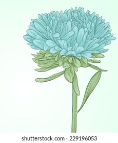 beautiful aster flower isolated on white background. Hand-drawn contour lines and strokes. Perfect for background greeting cards and invitations to the day of the wedding, birthday and Valentine's