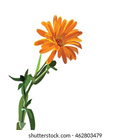 Beautiful Aster flower isolated on white Vector