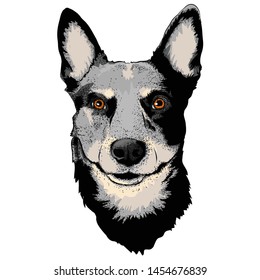 A beautiful Australian Cattle Dog portrait. Vector illustration with thoroughbred dog. Sketch of the dog for coloring book, t-shirts, tattoo art, design, posters, textiles. Isolated vector illustratio