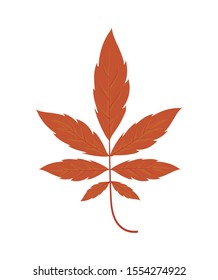 beautiful autumn leaf on white background vector illustration design