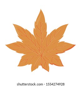 beautiful autumn leaf on white background vector illustration design