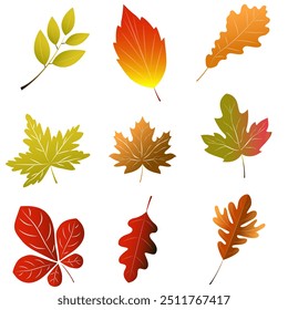 Beautiful autumn leaves for application and design of website banners. leaves from different trees oak birch or maple graphic resource. Vector illustration is a natural element for decorating and