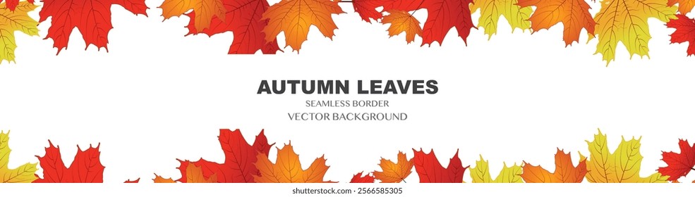 Beautiful autumn leaves decorative border frame vector template. Maple leaves . Canada, vector Background  