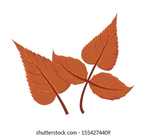 beautiful autumn leaves on white background vector illustration design