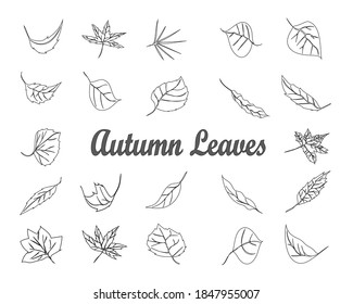 beautiful autumn leaves to use as images for posters, books and more