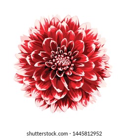 Beautiful autumn red Dahlia flower isolated on white background.