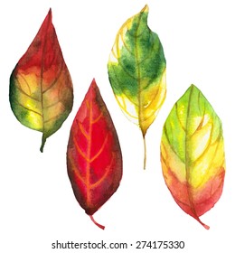 beautiful autumn watercolor vector set of colored maple leaves isolated on white background