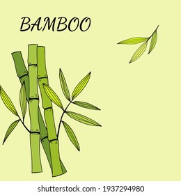 Beautiful background with bamboo stem and leaves. Set of bamboo tree leaves. Drawing of parts of bamboo and sections of branches and leaves isolated on a green  background. 