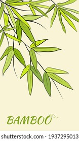 Hermoso fondo con tallo de bambú y hojas. Conjunto de hojas de árbol de bambú. Dibujo de partes de bambú y secciones de ramas y hojas aisladas en un fondo verde. 
