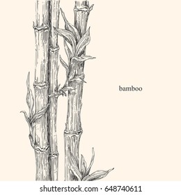 Beautiful background with bamboo. Vintage style. Vector illustration.