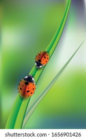 Beautiful background with green grass and ladybug. Vector green nature background, ladybirds on grass, green bokeh background.