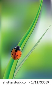 Beautiful background with green grass and ladybug. Vector green nature background, ladybirds on grass, green bokeh background.