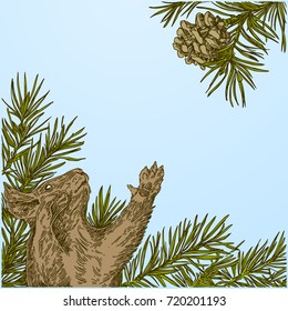 Beautiful background with the squirrel and the branches of spruce. Color. Vintage style. Vector illustration.