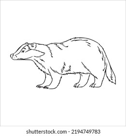 Beautiful Badger Line Art Images,outline Drawing,vector Art And Badger Illustrations Art