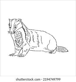 Beautiful Badger Line Art Images,outline Drawing,vector Art And Badger Illustrations Art