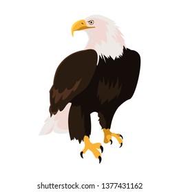 beautiful bald eagle animal