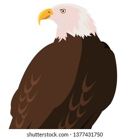 beautiful bald eagle animal