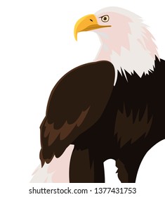 beautiful bald eagle animal